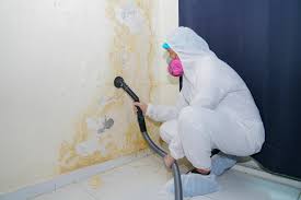 Environmental Consulting for Mold Prevention